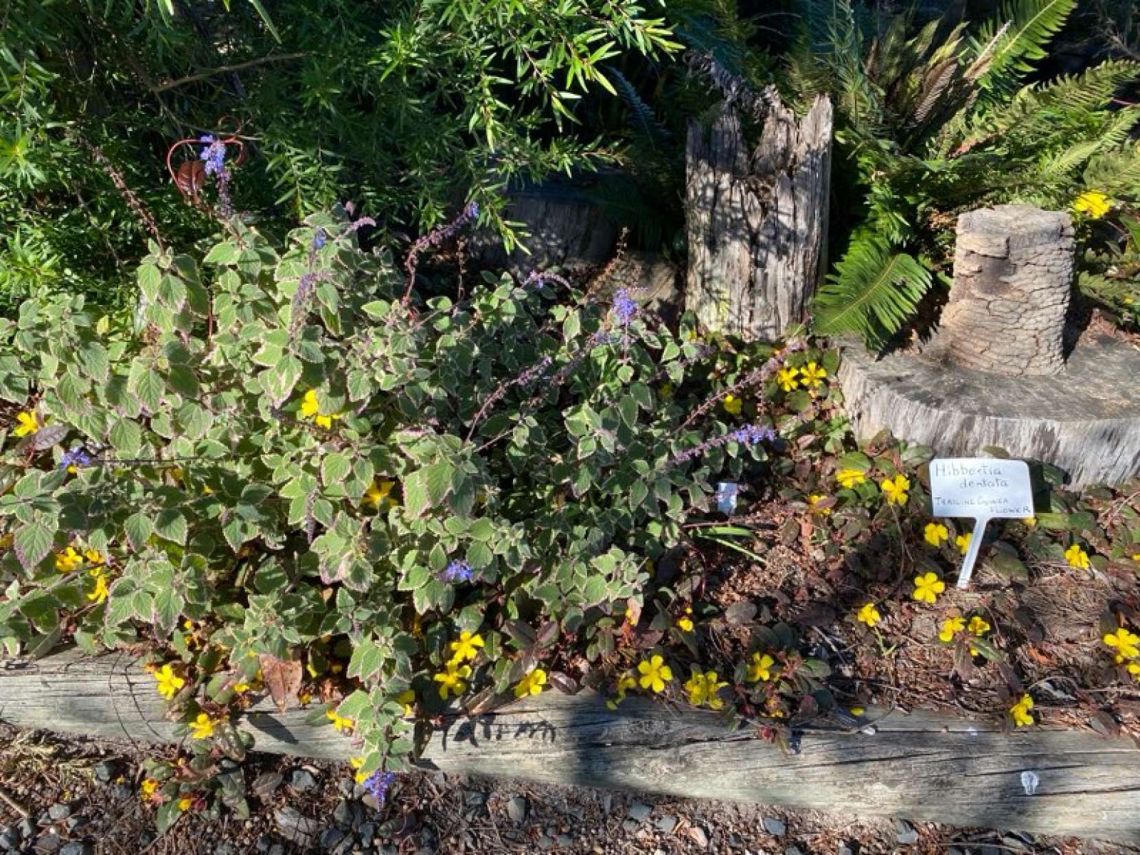 "August Blooming in the nursery garden"