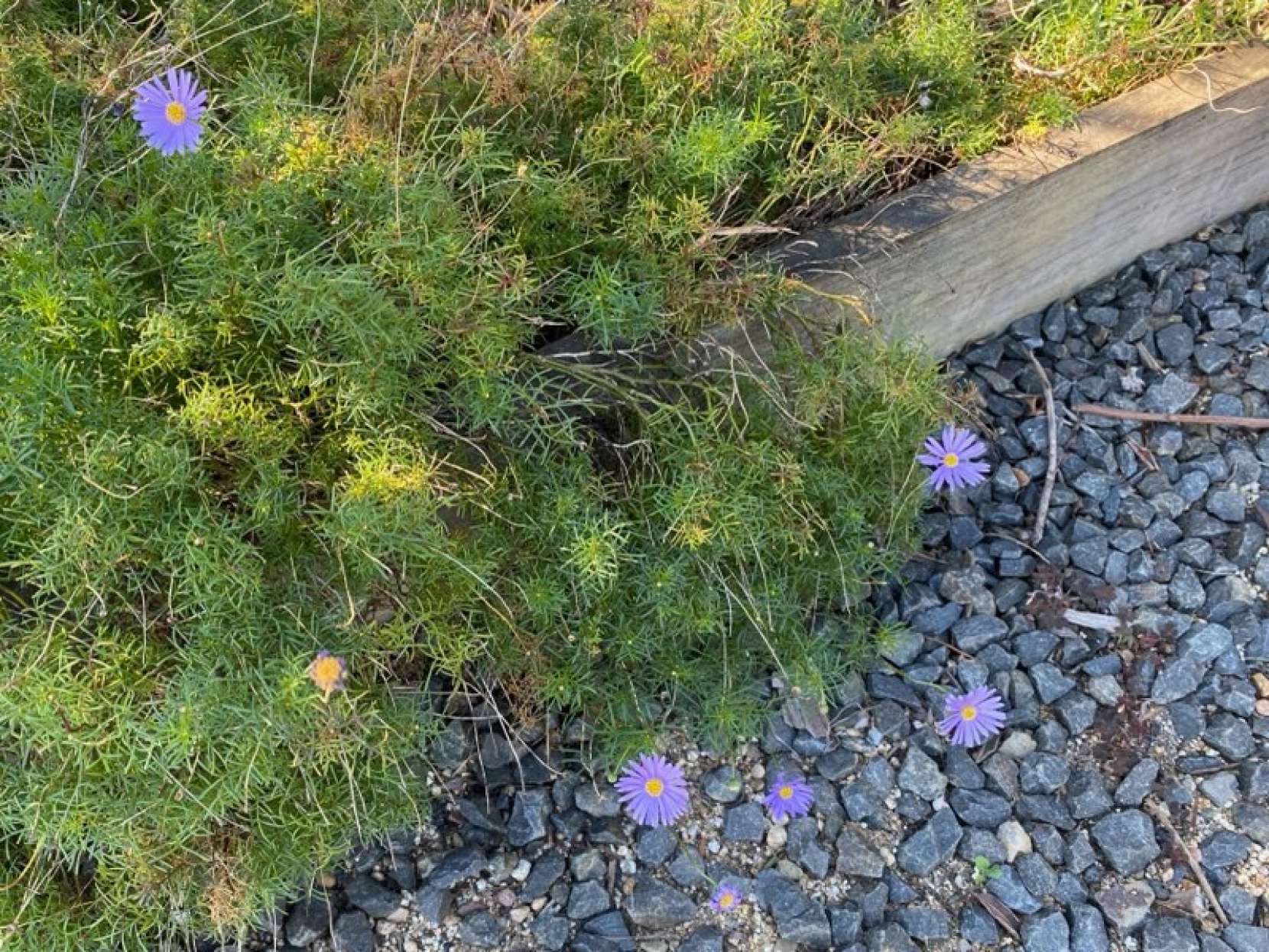 "Blooming at the nursery in August"