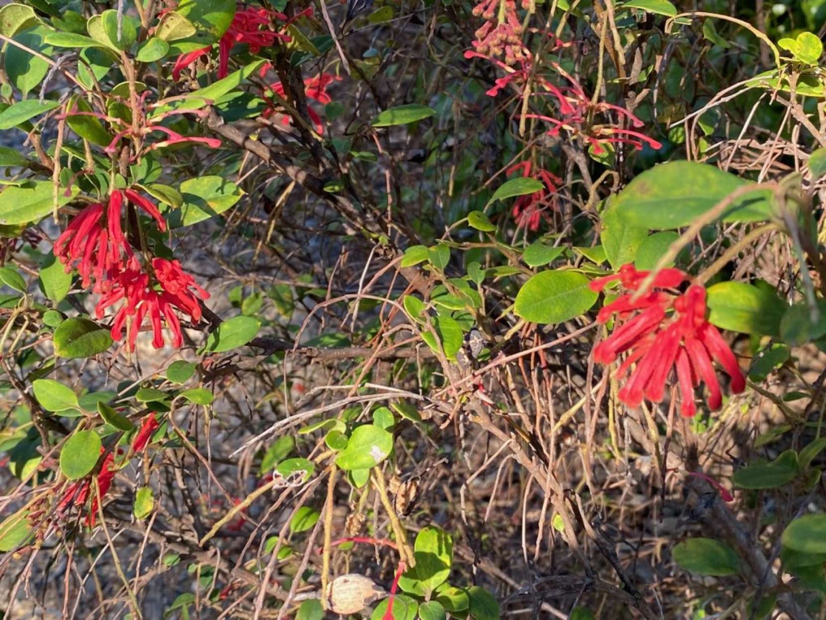 "Blooming at the nursery in August"