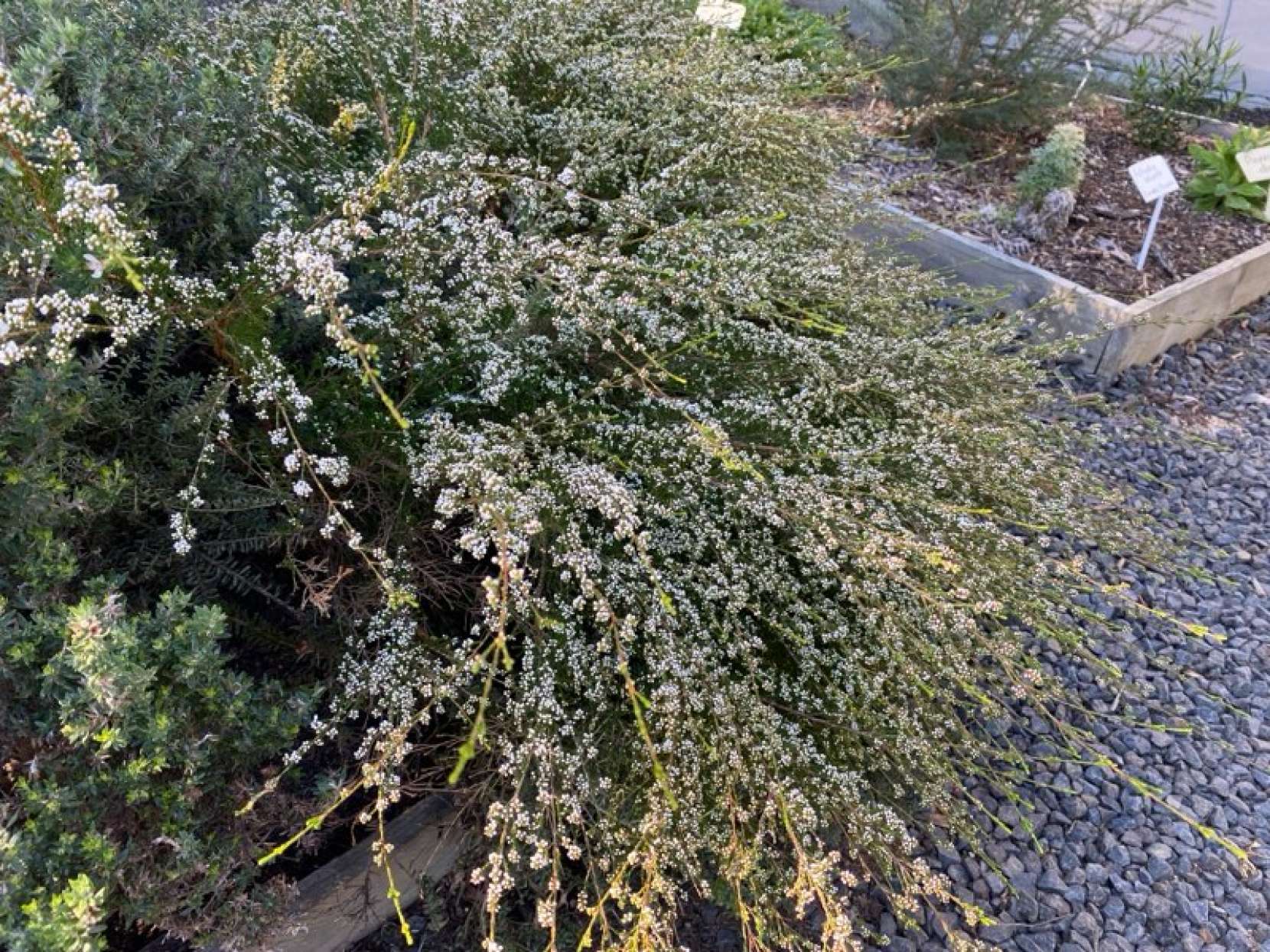 "Blooming at the nursery in August"