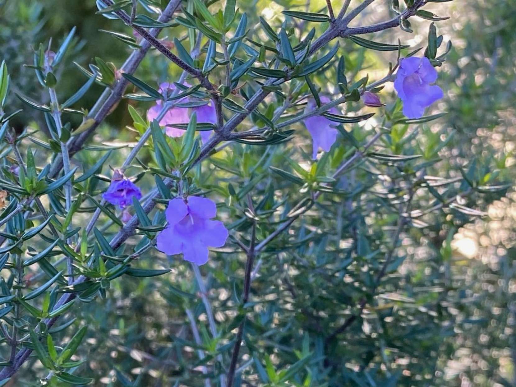 "Blooming at the nursery in August"