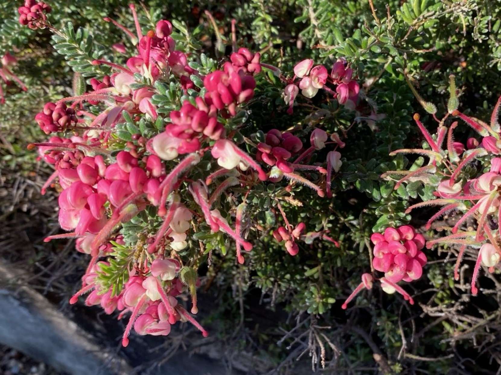 "Blooming at the nursery in August"