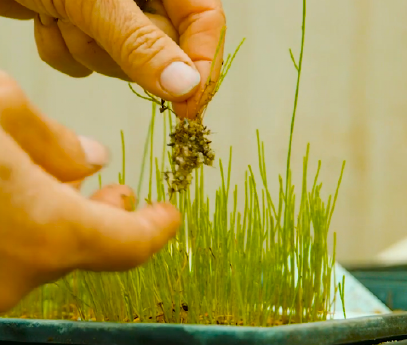 transplanting seedlings