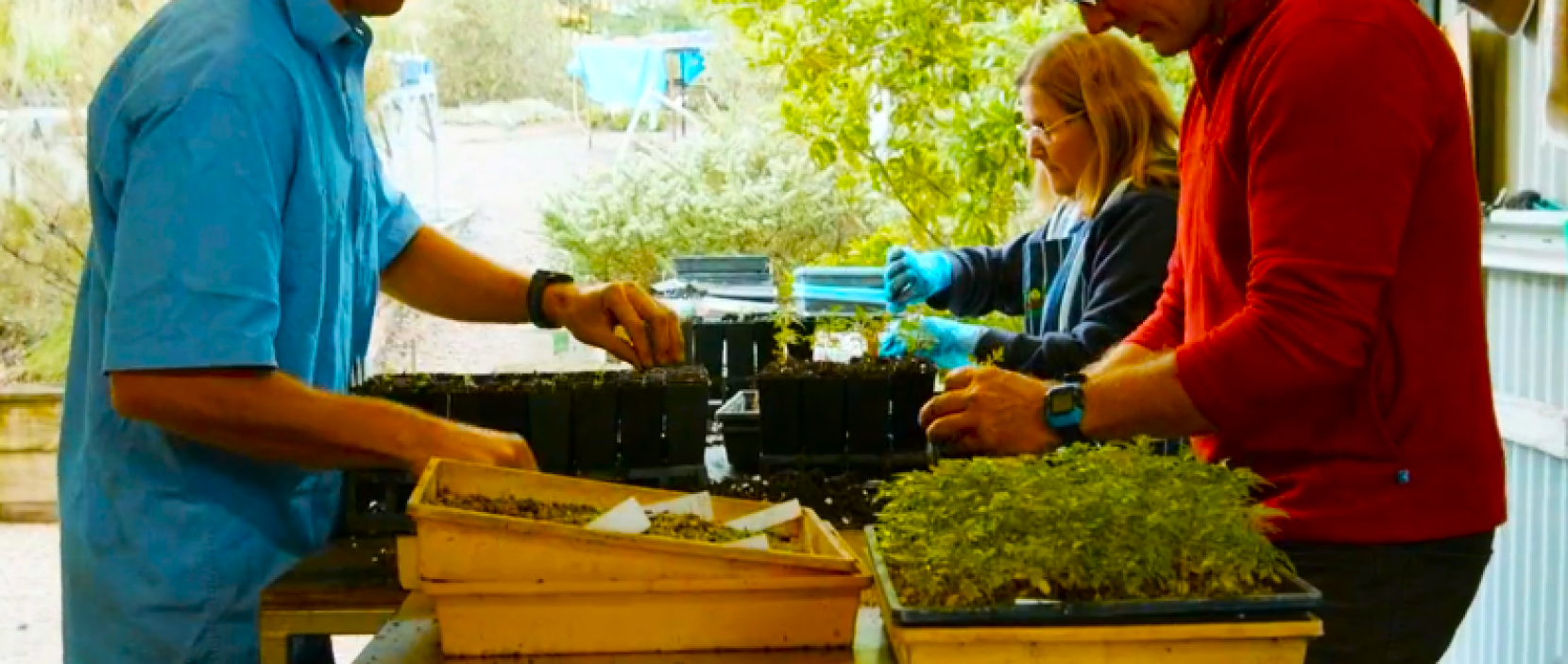 transplanting seedlings to individual tubes