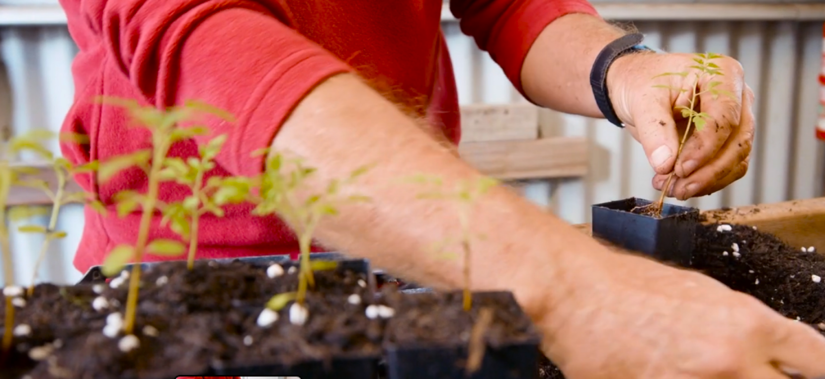 potting up