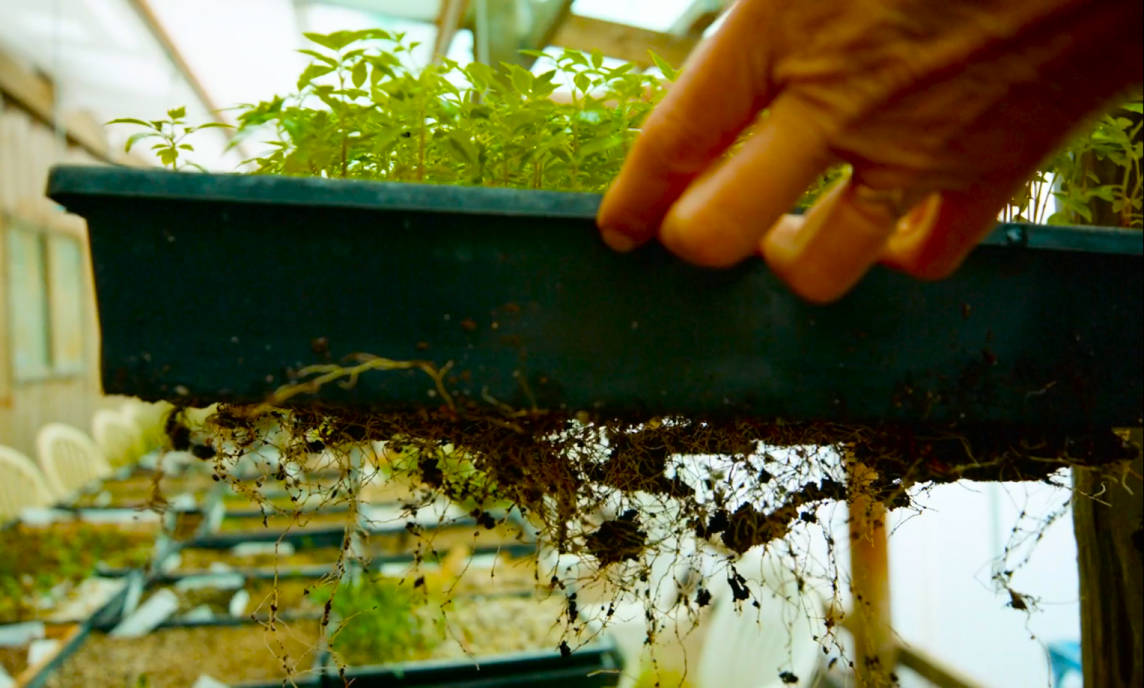 rooted seedlings