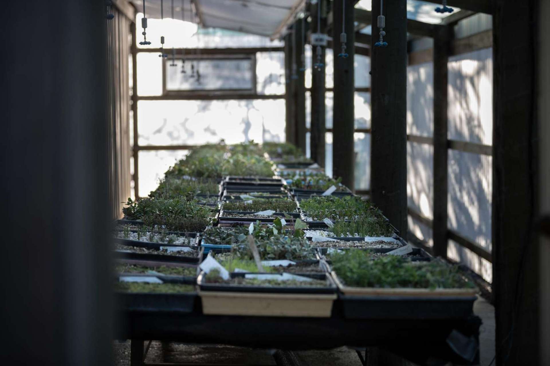 Our current propagation shed is cold in winter and hot in summer. Not conducive to happy seedlings