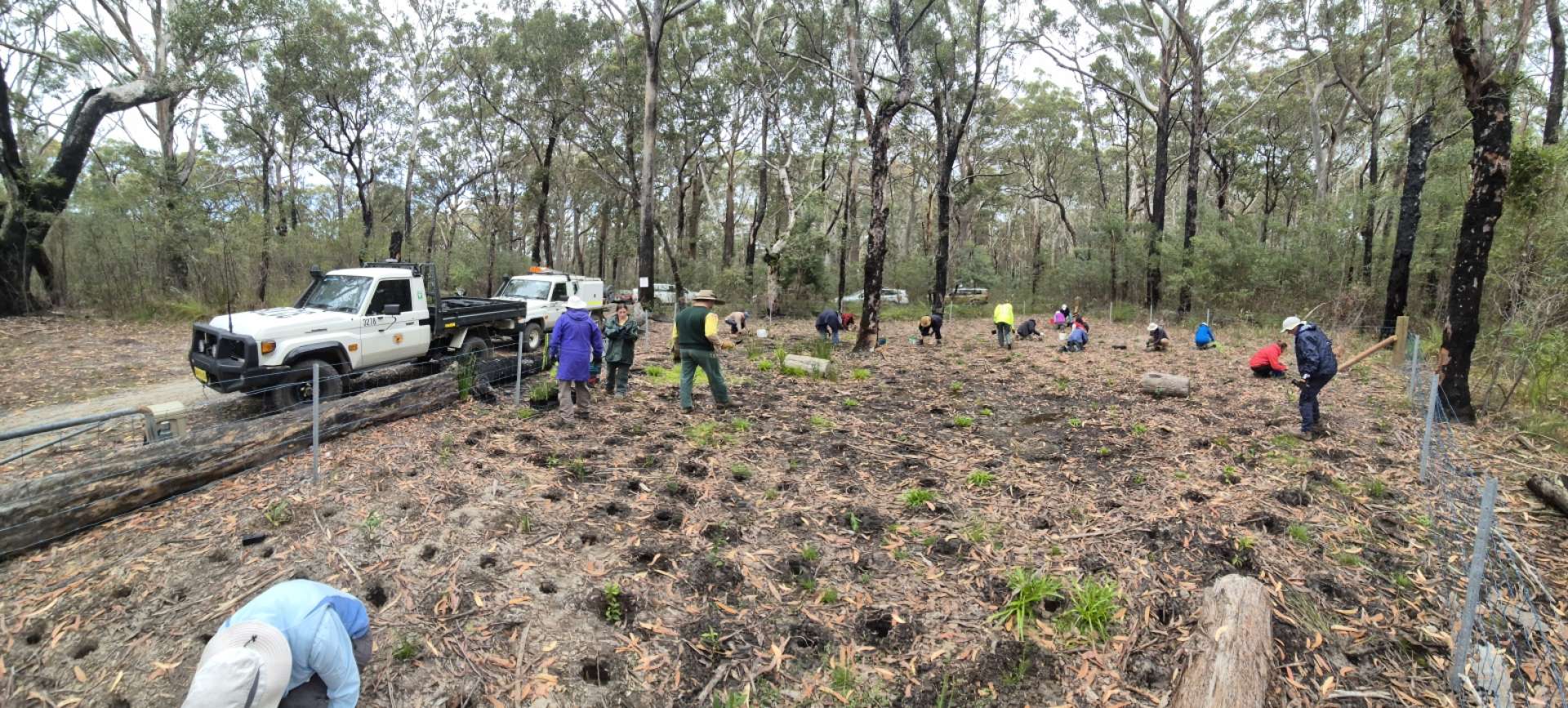 NPWS Meroo National Park planting