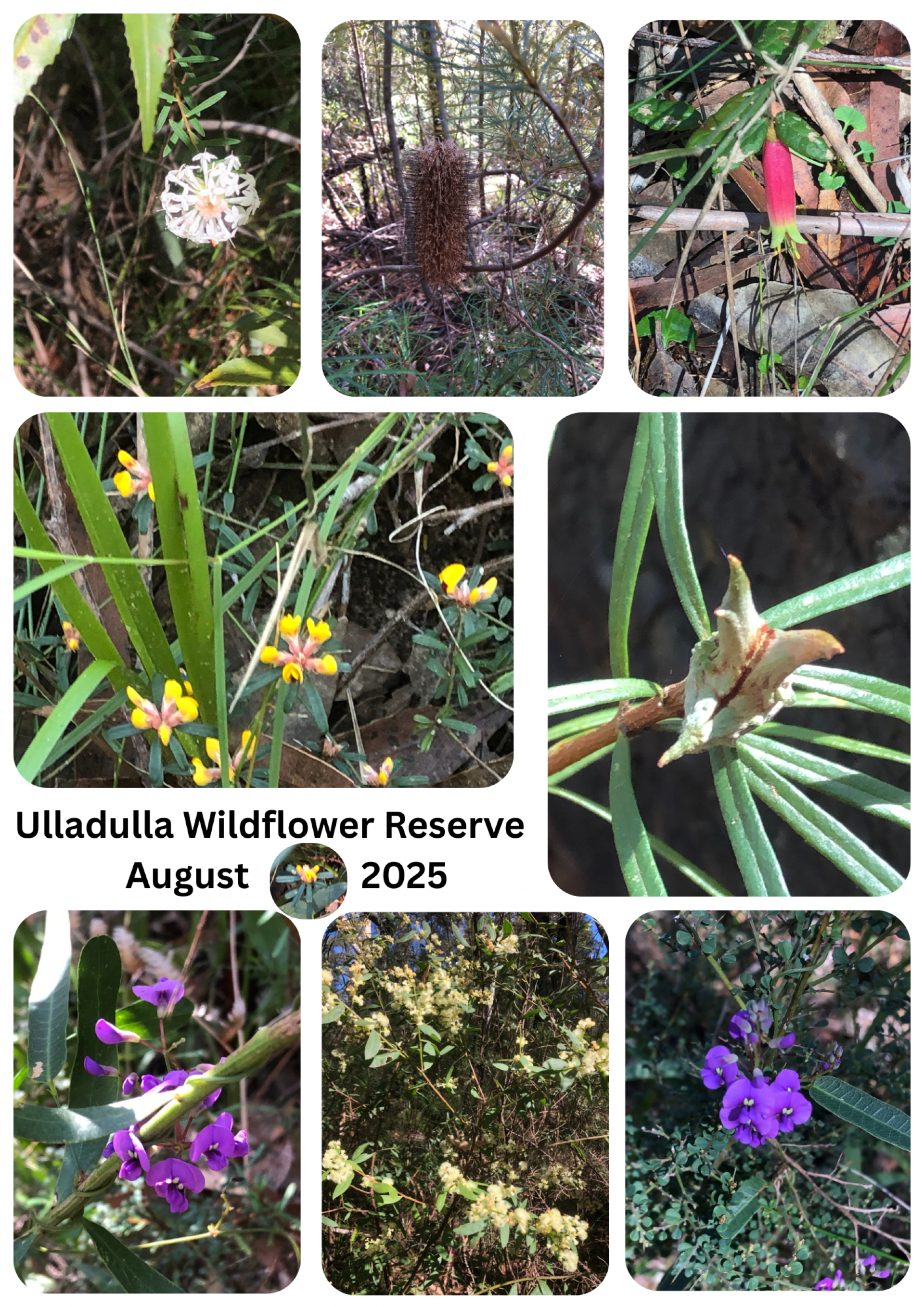 Ulladulla Wildflower Reserve excursion
